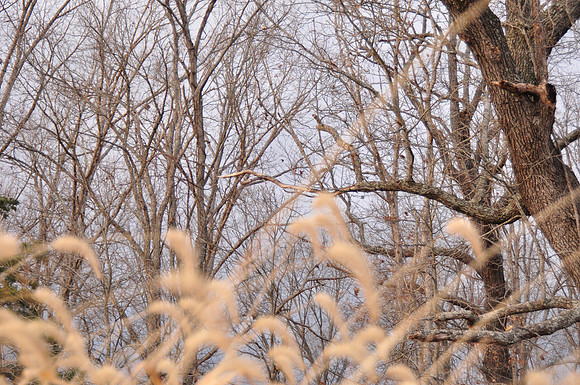 DSC_0091
