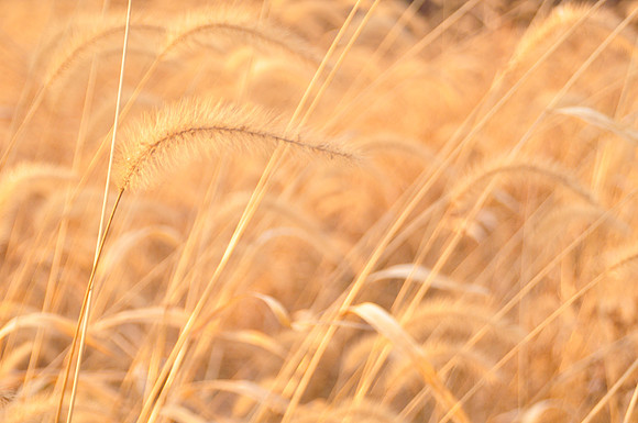 DSC_0098